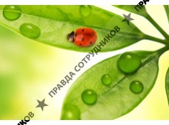 OOO Группа компаний Роса-Нова